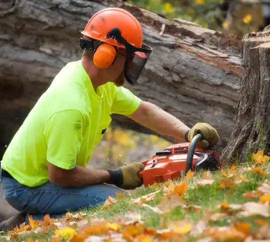 tree services Wesley Chapel